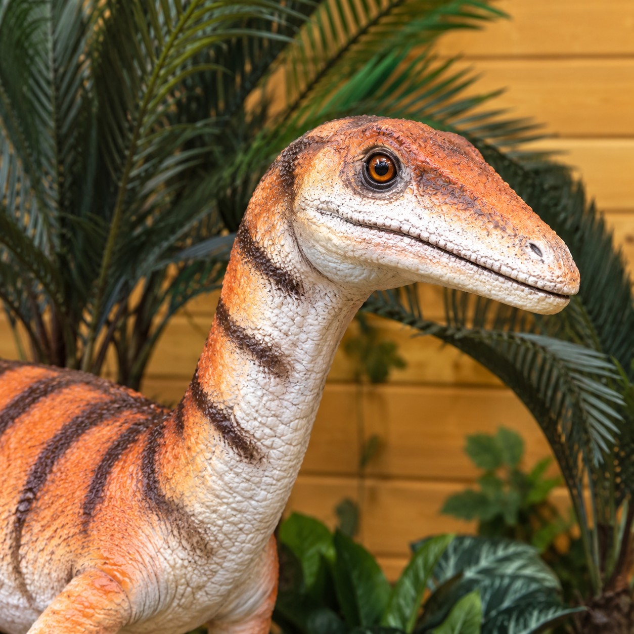 Coelophysis