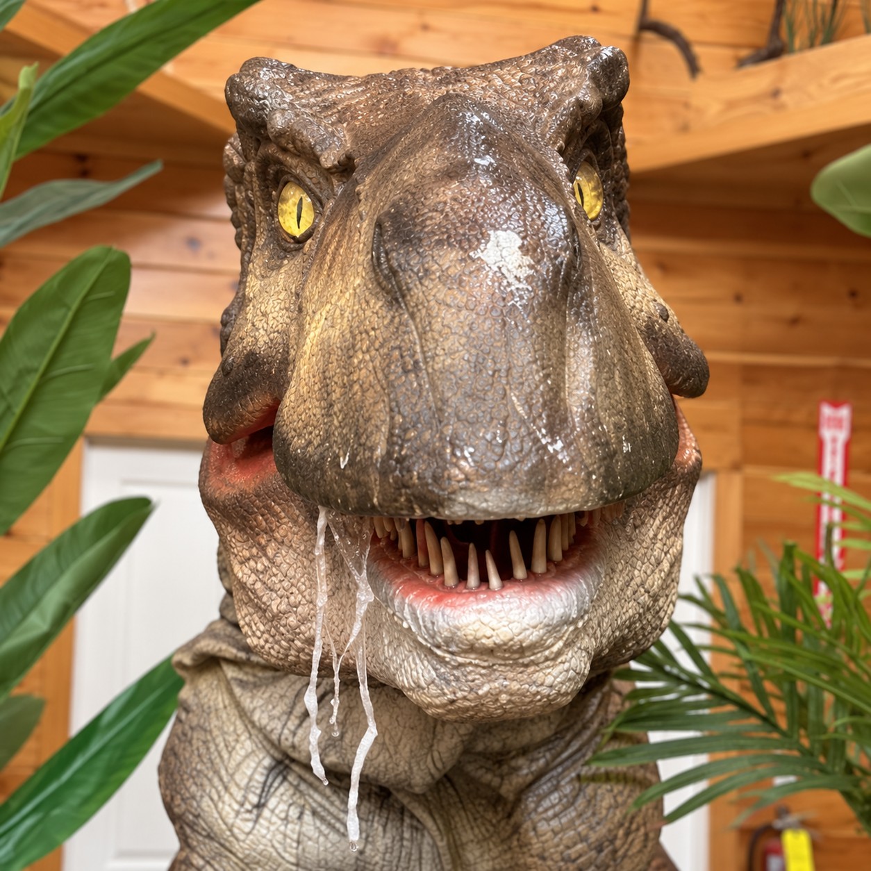 Tyrannosaurus rex